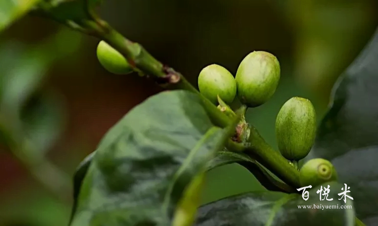 雀巢和星巴克都在用的咖啡豆這款國產(chǎn)咖啡豆——云南小??Х?,你了解嗎?